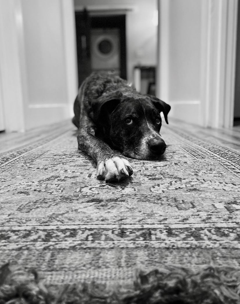 That Hidden Ingredient Is Changing How We Fight Stubborn Carpet Stains