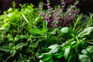 Healthy Plants, Healthy You: Grow These Plants to Boost Your Well-Being