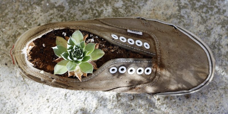 plant-growing-sneaker